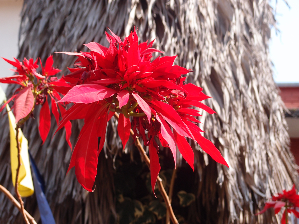 2018-01-21 13 Uhr - Rokpa Cafe (Audio + Foto) 